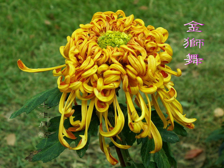 菊花1.jpg