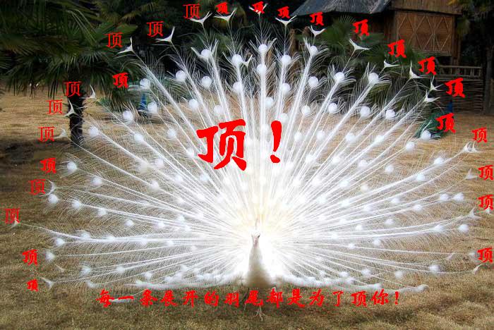 孔雀.jpg